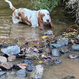 Sadie - Basset Hound