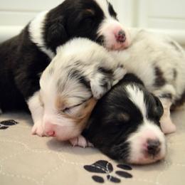 Australian Shepherd Puppies from Clay Ridge Australian Shepherds