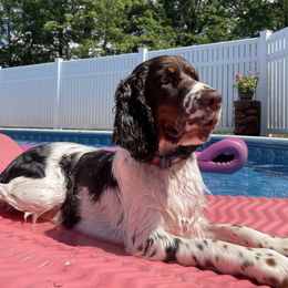 English Springer Spaniel Puppies from Indian Creek Springers