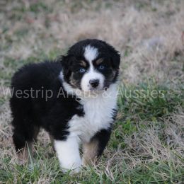 Australian Shepherd Puppies from Westrip Angus & Aussies