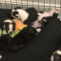 Boston Terrier Puppies from Bonze Boston Terriers