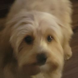 Amber - Aussiedoodle