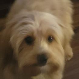 Amber - Aussiedoodle