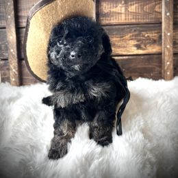 Theodore - Black and tan male Havapoo puppy in from Pink Poodles and Doodles
