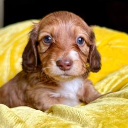 Jefferson - Chocolate and tan male Dachshund puppy in Austin, Texas from Duchess Daphne's Doxie Empire
