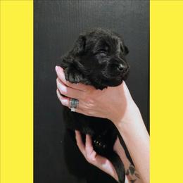 Yellow - Black female German Shepherd puppy in Maricopa, Arizona from Royalty German Shepherds