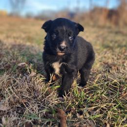 Jingle - Black & white female Australian Shepherd puppy in Spartanburg, South Carolina from Squirrelytail Farms