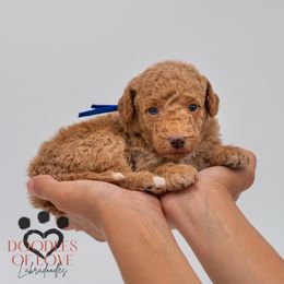 Miss Blue - Red female Labradoodle puppy in Travelers Rest, South Carolina from Doodles of Love Labradoodles