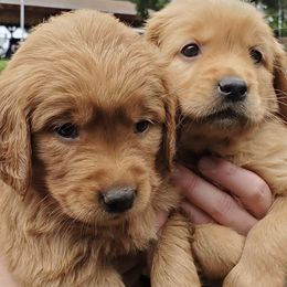 Goldendoodles and Golden Retrievers from SnowPeakPaws