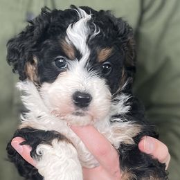 Girl 1 - female Bernedoodle puppy in Clarinda, Iowa from Root and Branch Bernedoodles