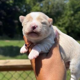 Freedom - Wheaten female Miniature Schnauzer puppy in Dorr, Michigan from Enchanted Paws