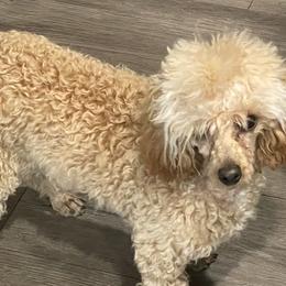 Aussiedoodles, Poodles, and Yorkshire Terriers from Scroggins Creek Doodles