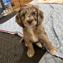 Claude - Merle male Cockapoo puppy in Lillington, North Carolina from Peace, Love, and Puppies at the Creek