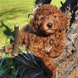 Purple collar Girl - Red  female Goldendoodle puppy in Los Molinos Ca, California from Sunshine Sanctuary Doodles