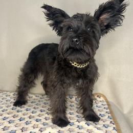 Miniature Schnauzer and Poodle Puppies from LR&R Dog Co.