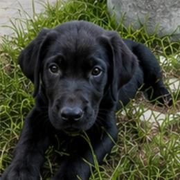 Male 1 (Colt) - Black male Labrador Retriever puppy in Cheyenne, Wyoming from Battlemountain Kennels