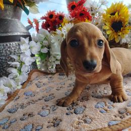 Liza - Red female Dachshund puppy in Hudson, Michigan from Mittentail Kennel Miniature Dachshunds & Australian Shepherds
