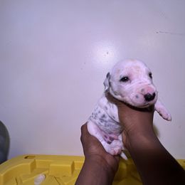 Boy 5 - White and black Dalmatian puppy in Virginia from Andersons Toy Box LLC