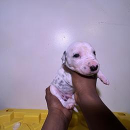 Boy 5 - White and black Dalmatian puppy in Virginia from Andersons Toy Box LLC
