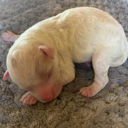Girl 1 - Parti female Poodle puppy in Haddam, Kansas from Golden B Acres