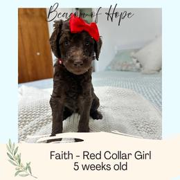 Faith - Chocolate female Goldendoodle puppy in Montgomery, Texas from Dacus Doodles
