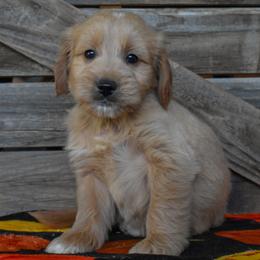 Male 3 of 6 - Cream male Goldendoodle puppy in Macedon, New York from Toodles Goldendoodles