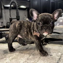Trixie - Brindle female French Bulldog puppy in Peoria, Arizona from A Quality French Bulldogs AZ