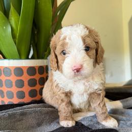 Red Boy - Brown and white male Bernedoodle puppy in Fort Gibson, Oklahoma from Waggle Doodles