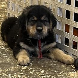 Male - male Golden Mountain Dog puppy in Tacoma, Washington from Canyon Meadows Farm