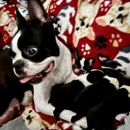 Boston Terrier Puppies from Benders Boston’s
