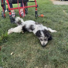 Aussiedoodle, Miniature Australian Shepherd, Poodle, and Toy Australian Shepherd Puppies from Mowry Creek Mini Aussiedoodles and More