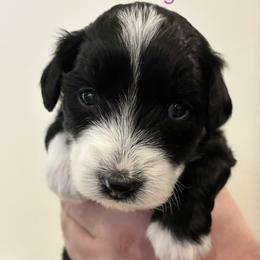 Valentine - Black and white female Aussiedoodle puppy in Elk, Washington from James Ruby Farms