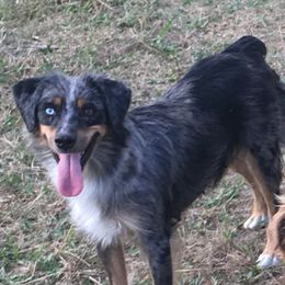 JoJo - Miniature Australian Shepherd