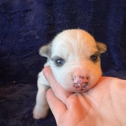 Rhys - Black and white male Pomsky puppy in Bucyrus, Missouri from Hill Top Pomskies