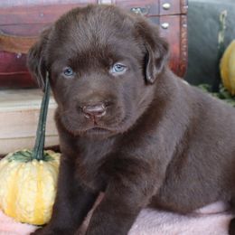 Maple - Chocolate female Labrador Retriever puppy in Camden, Indiana from Camden's Caring Canines