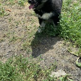 Siberian Husky Puppies from Rose Trail Siberian’s
