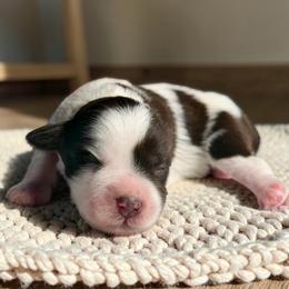 Jax - Parti male Miniature Schnauzer puppy in Magalia, California from NorCal Schnauzers