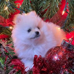 Holly - Cream female Pomeranian puppy in Titus, Alabama from Harmony Pomeranians