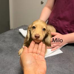Milo - Cream male Dachshund puppy in Magnolia, Texas from Carrie’s Countryside Dachshunds