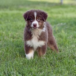 Clue - Red tri-color male Australian Shepherd puppy in Crosby, Texas from Monarch Australian Shepherds