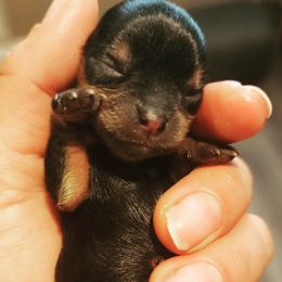 Yorkshire Terrier Puppies from Jazmin Petruchik