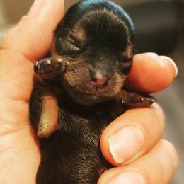 Yorkshire Terrier Puppies from Jazmin Petruchik
