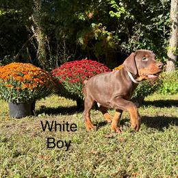 White - Red and rust male Doberman Pinscher puppy in Knox, Indiana from Double River Dobermans
