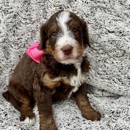 Peppermint Patty - Tri-color female Bernedoodle puppy in The Woodlands, Texas from Gracie's Goldendoodles and Bernedoodles