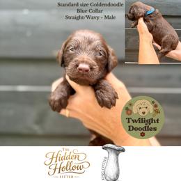 King Oyster - Blue Collar - Chocolate male Goldendoodle puppy in Garland, Texas from Twilight Doodles