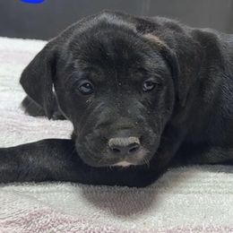 Blue Collar M - Brindle female Mountain Cur puppy in Georgetown, Ohio from Walnut Ridge Mountain Curs