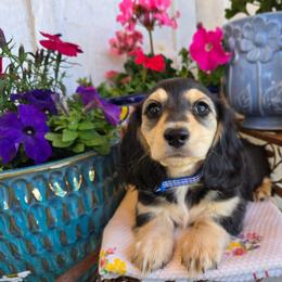 Rudy black and cream 2500 - Black and cream male Dachshund puppy in Lexington, Oklahoma from Long Doggy Acres Miniature Dachshunds