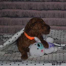Poodle Puppies from Noblelee Kennel