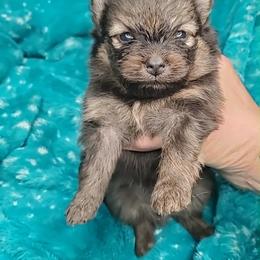 Boy 3 - Orange sable male Pomeranian puppy in Tulsa County, Oklahoma from CP Kennels