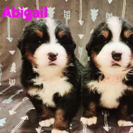 Bernese Mountain Dog Puppies from Allison Thornton